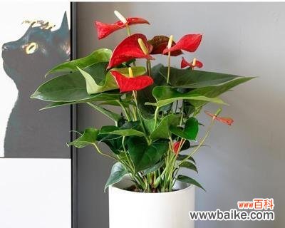 探寻红掌花背后的意义与象征 红掌花的花语与象征