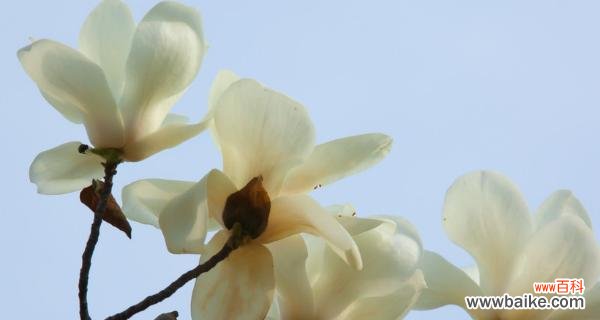 探寻胡杨树的花语 胡杨树的花语和寓意