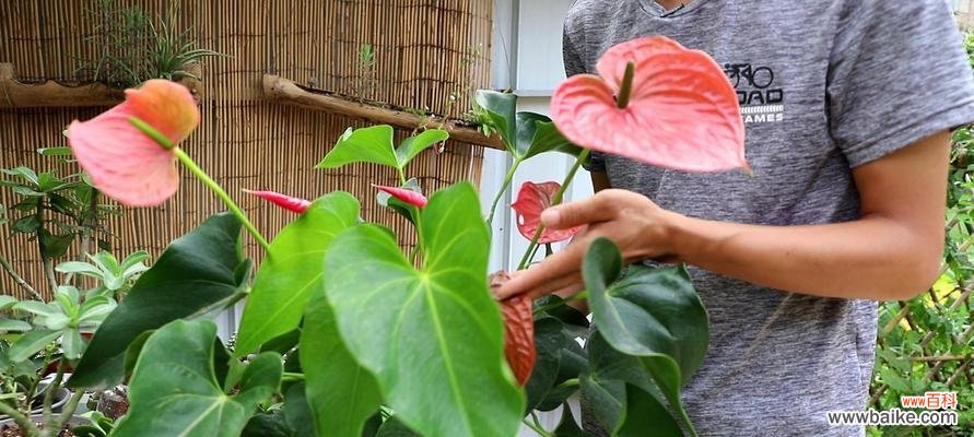 与红掌花对话 以水培红掌花语，感受自然之美