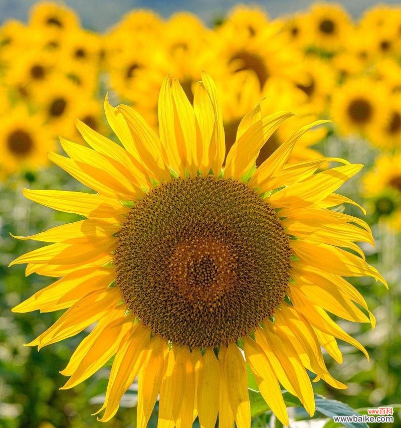 探究向日葵作为文化符号的深层含义 向日葵的象征意义