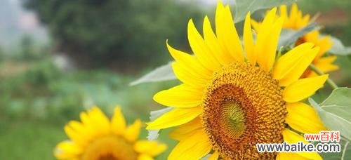 探究向日葵作为文化符号的深层含义 向日葵的象征意义