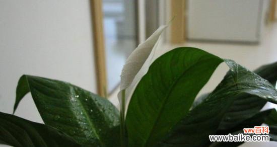 探寻万年青开花的意义与传说 万年青开花,象征着什么?