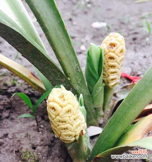 探寻万年青开花的意义与传说 万年青开花,象征着什么?