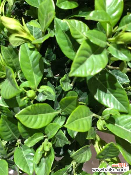 栀子花长红蜘蛛怎么办