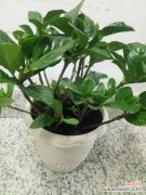 栀子花长红蜘蛛怎么办