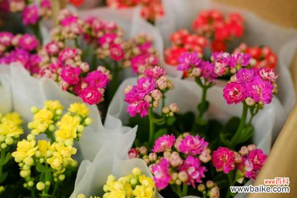 长寿花叶子发黄咋回事