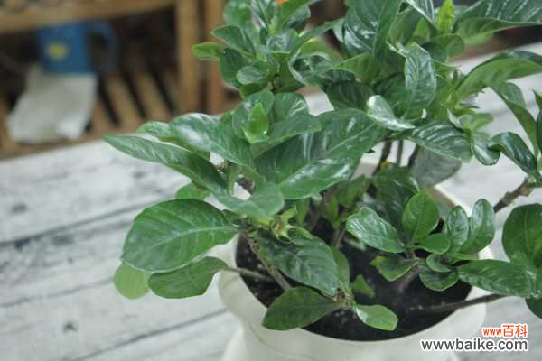 栀子花长蚧壳虫怎么办