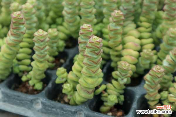 钱串子叶子发黄是怎么回事