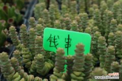 钱串子叶子发黄是怎么回事