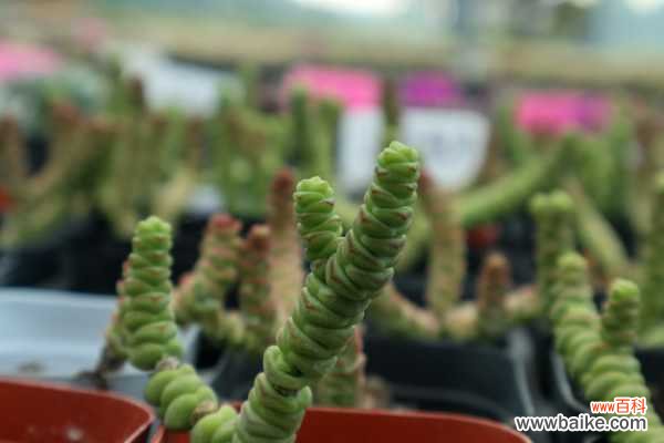 钱串子叶子发黄是怎么回事