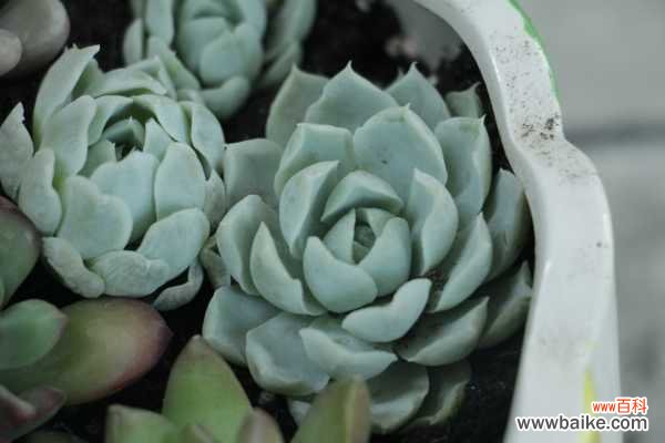 4月养多肉，比蚧壳虫更可怕的，竟然是它们！