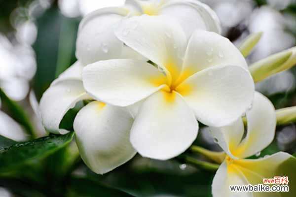 红鸡蛋花的病虫害防治