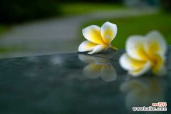 红鸡蛋花的病虫害防治