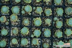 多肉遇虫不要慌，教你1招，虫子全部死光光！