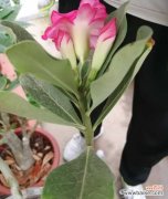 飘香藤黄叶怎么办