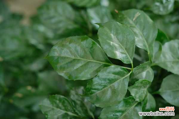 绿宝树常见病虫害及防治方法