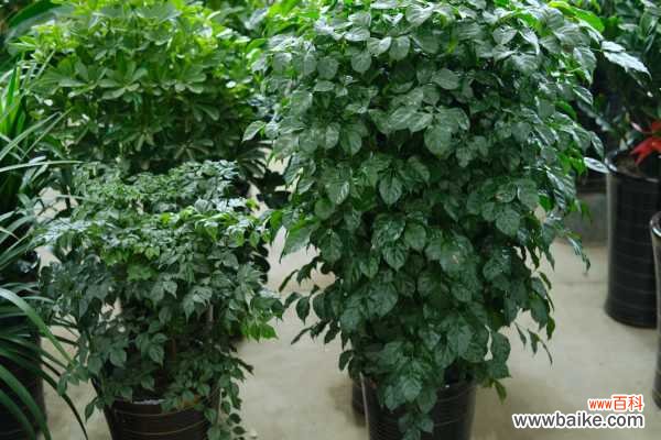 绿宝树常见病虫害及防治方法