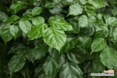 绿宝树常见病虫害及防治方法