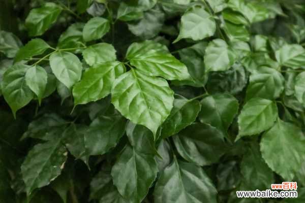 绿宝树常见病虫害及防治方法