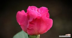 探寻坚强花语的美丽世界 花开坚强，花语传情