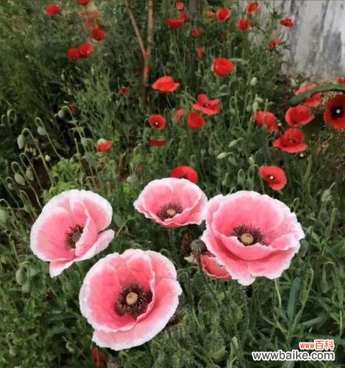 花语表达心灵的哀伤 花语绝望悲伤，探寻悲伤花的意义与表达方式