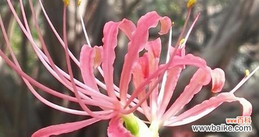 花语表达心灵的哀伤 花语绝望悲伤，探寻悲伤花的意义与表达方式