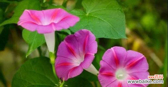 花语表达心灵的哀伤 花语绝望悲伤，探寻悲伤花的意义与表达方式