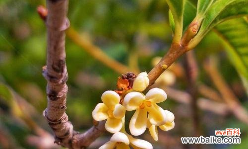 生命之美在细微处绽放 花芽分化