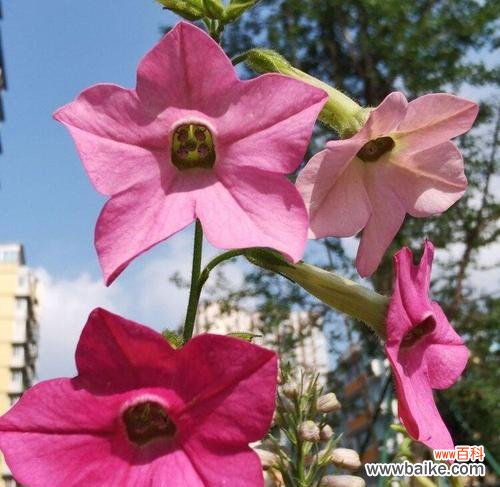 一朵独特的花 花烟草