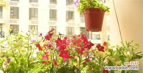 一朵独特的花 花烟草