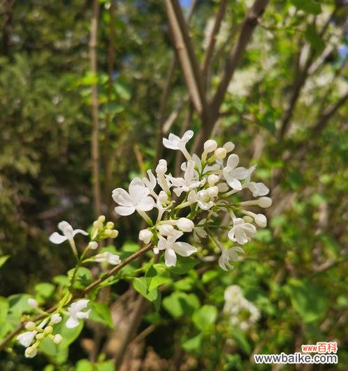 探寻花叶丁香的神秘花语 花叶丁香的花语与寓意