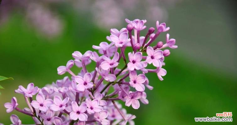 探寻花叶丁香的神秘花语 花叶丁香的花语与寓意