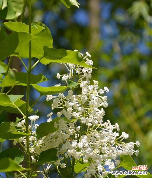 探寻花叶丁香的神秘花语 花叶丁香的花语与寓意