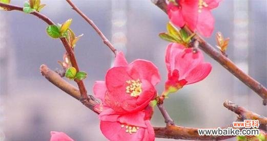 以花语比较虐心的花种 花海中的虐心之花