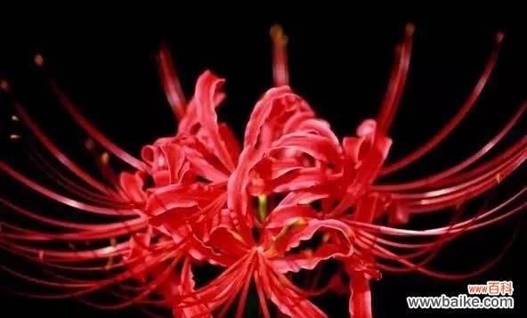 揭秘雁来红花语的真正含义 花开有言