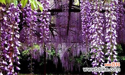 探索春天花朵的花语 《春天花的花语,传递春天的美好》