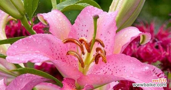 探索春天花朵的花语 《春天花的花语,传递春天的美好》