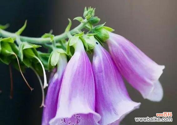 揭开花朵背后隐藏的真相 花语中的欺骗与谎言