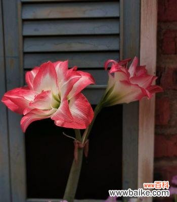 揭开花朵背后隐藏的真相 花语中的欺骗与谎言