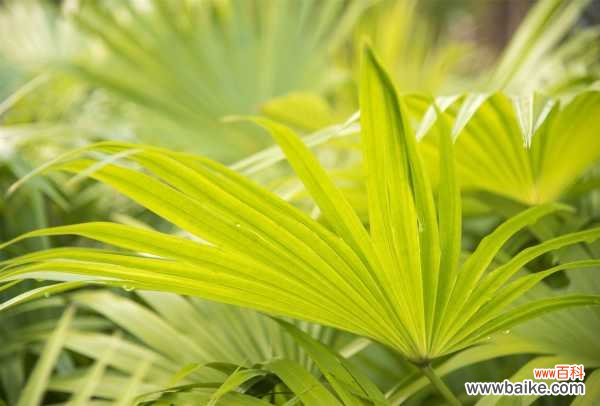 蒲葵适合在室内养吗