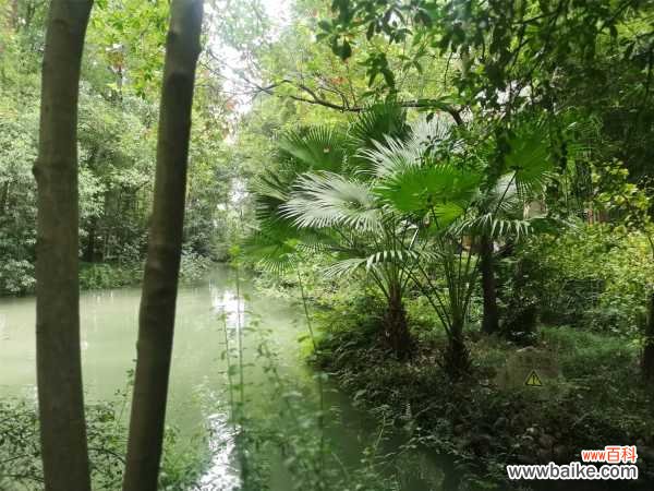 蒲葵适合在室内养吗