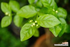 茉莉适合放在室内吗