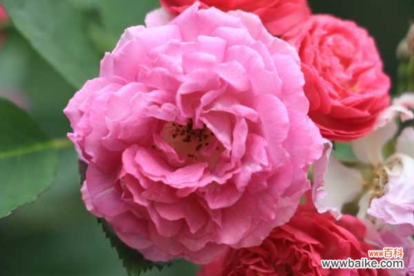 蔷薇花能在室内养吗