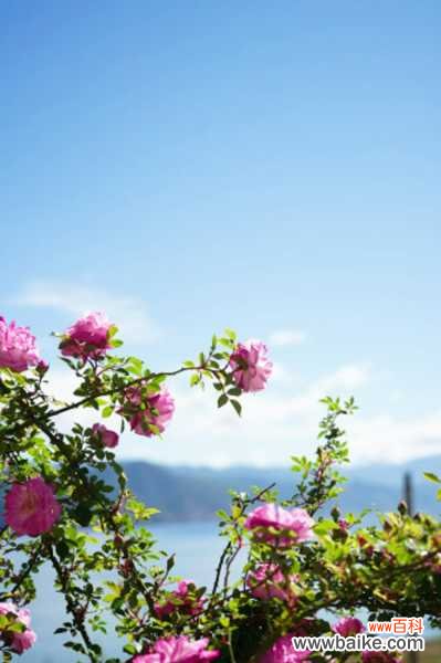 蔷薇花能在室内养吗