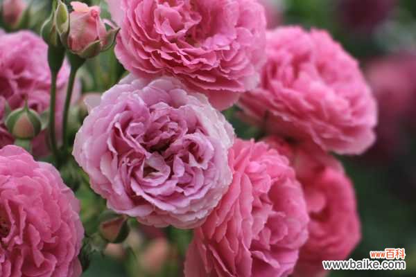 蔷薇花能在室内养吗