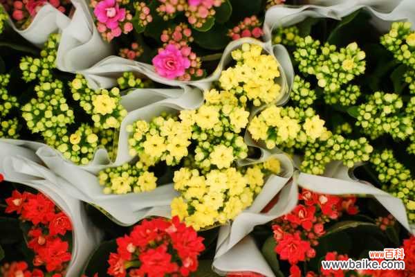 长寿花适合在室内养吗