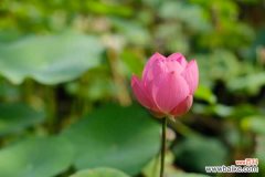 荷花能在室内养吗