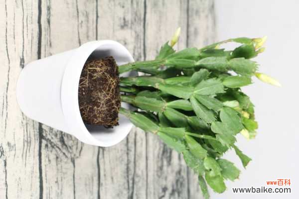 蟹爪兰放室内还是室外