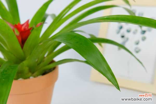 鸿运当头适合在室内养吗