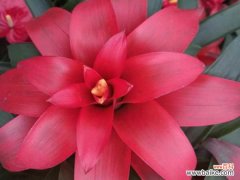 鸿运当头适合在室内养吗